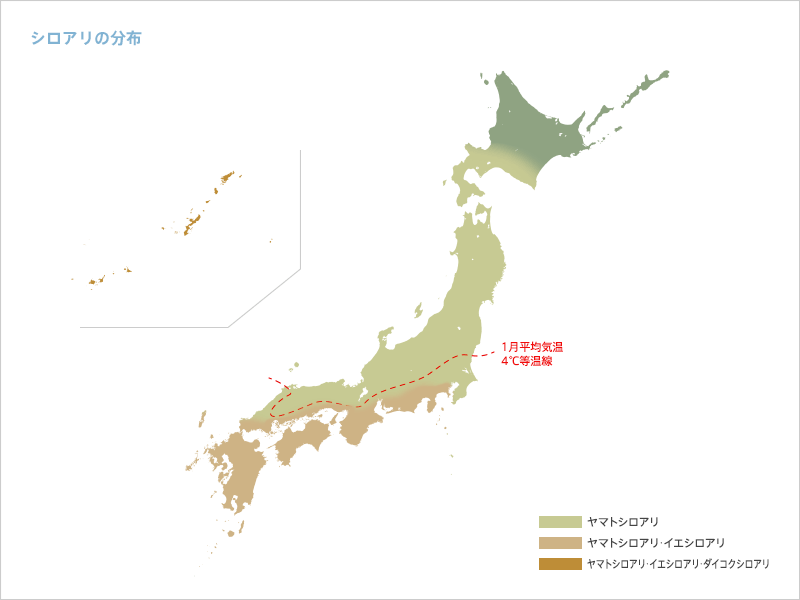 シロアリの分布