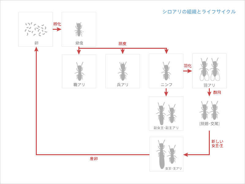 シロアリのライフサイクル