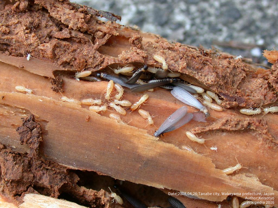 食害を受けた柱やシロアリの痕跡